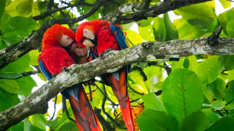Pareja de guacamayos rojos posados en una rama del bosque amazónico