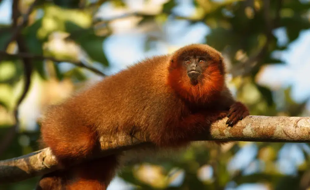 Mono tocón descansando sobre una rama en la Amazonía