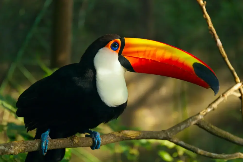 Tucán posado sobre una rama en el bosque amazónico